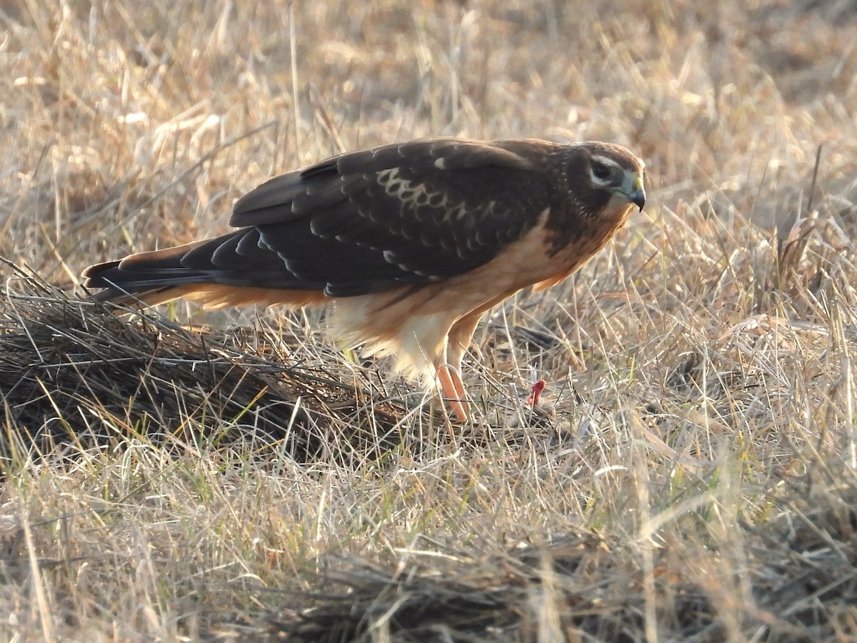 Northern Harrier - Mark Selle