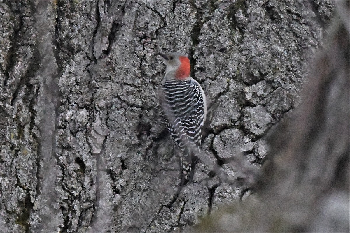 Red-bellied Woodpecker - ML612958341