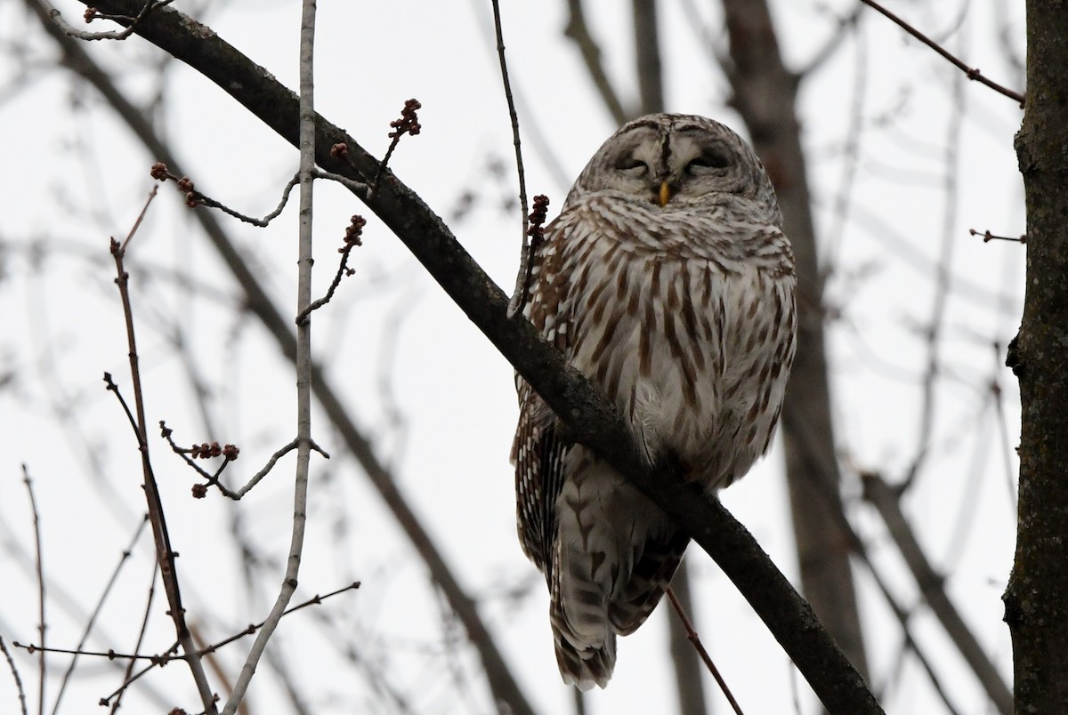 Barred Owl - Michele Chartier