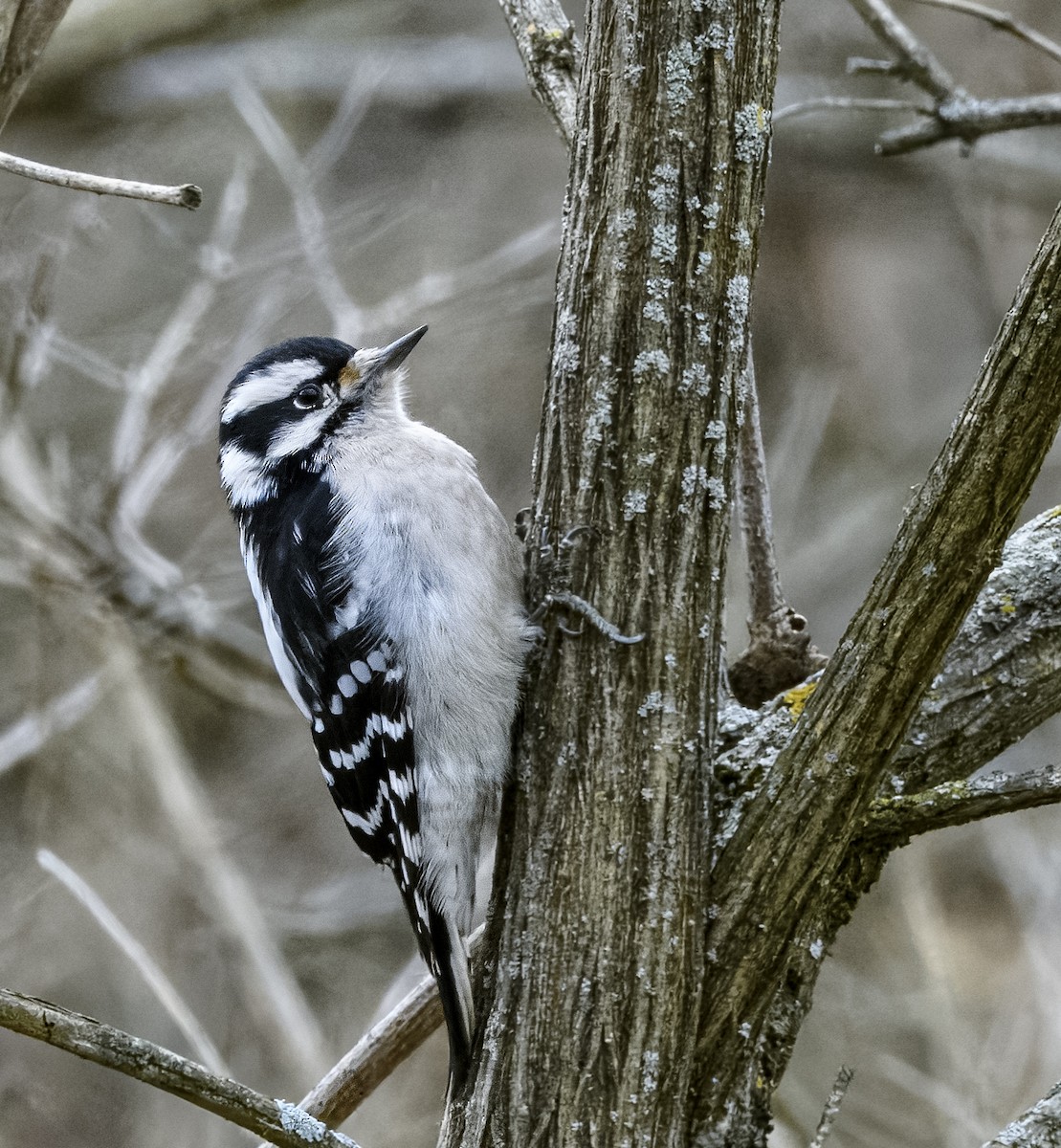 Hairy Woodpecker - ML612958431