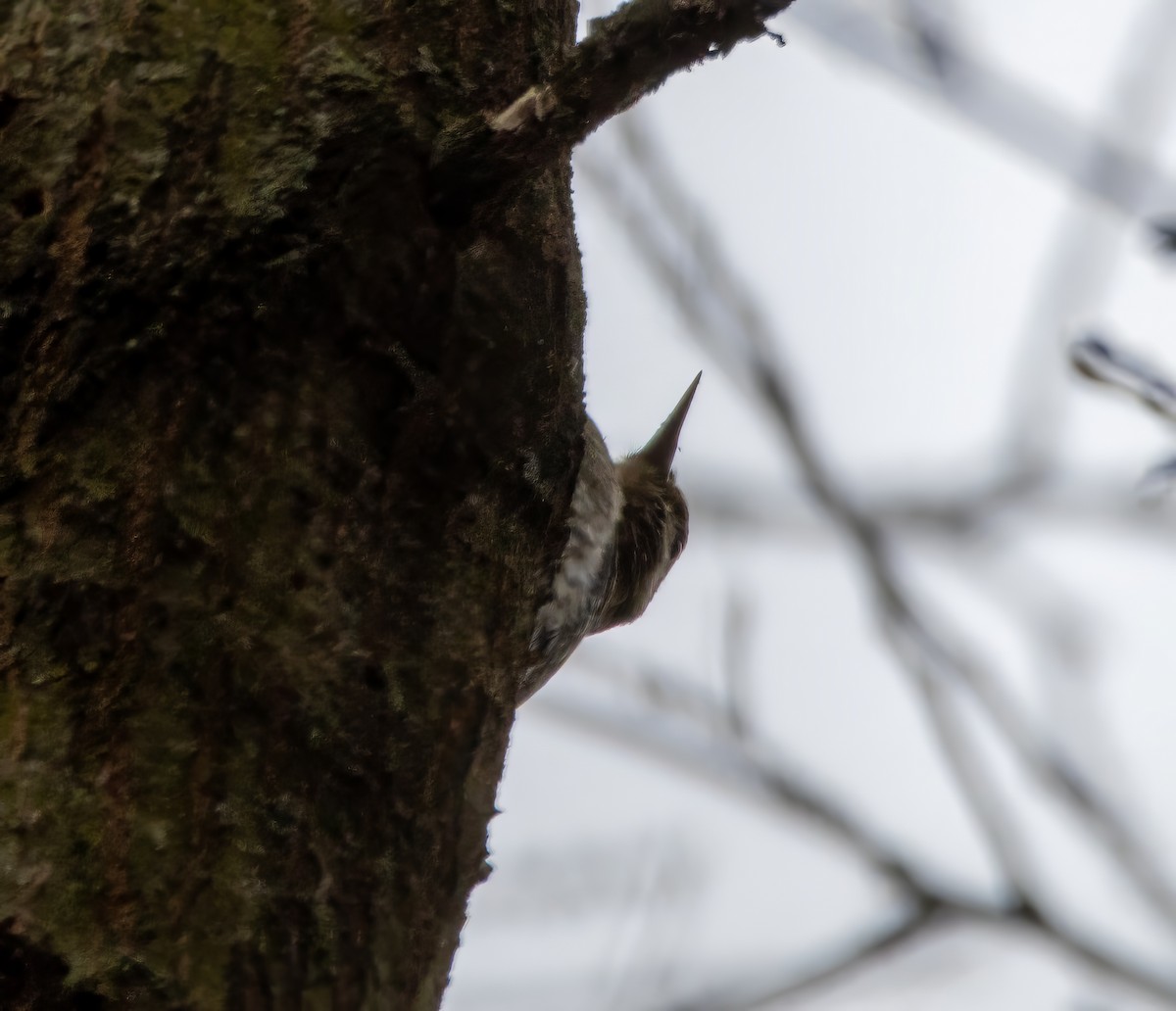 Yellow-bellied Sapsucker - ML612958706