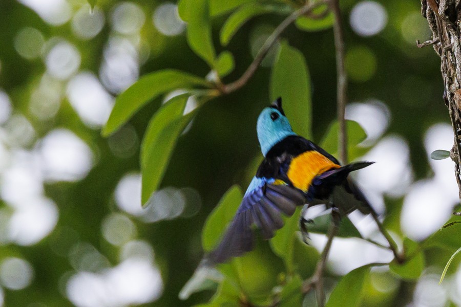 Seven-colored Tanager - ML612958781