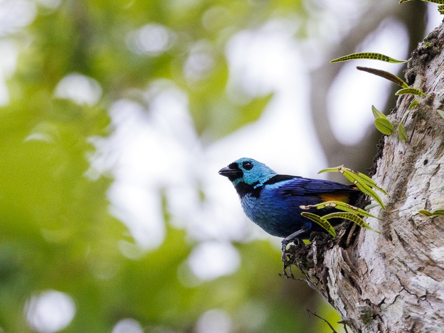 Seven-colored Tanager - ML612958782