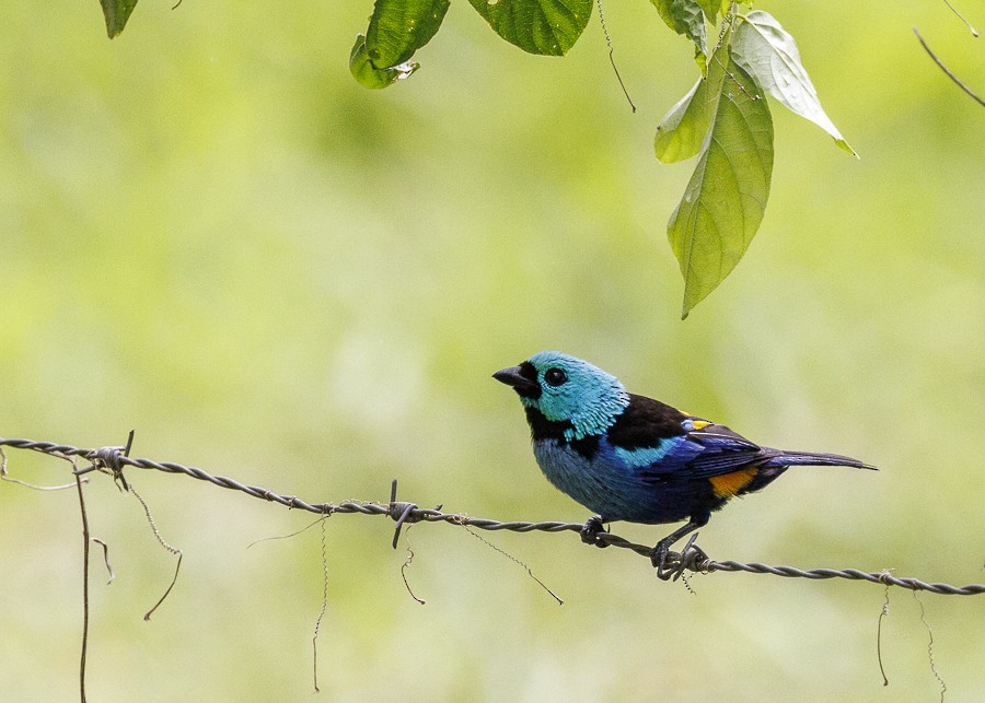 Seven-colored Tanager - ML612958783