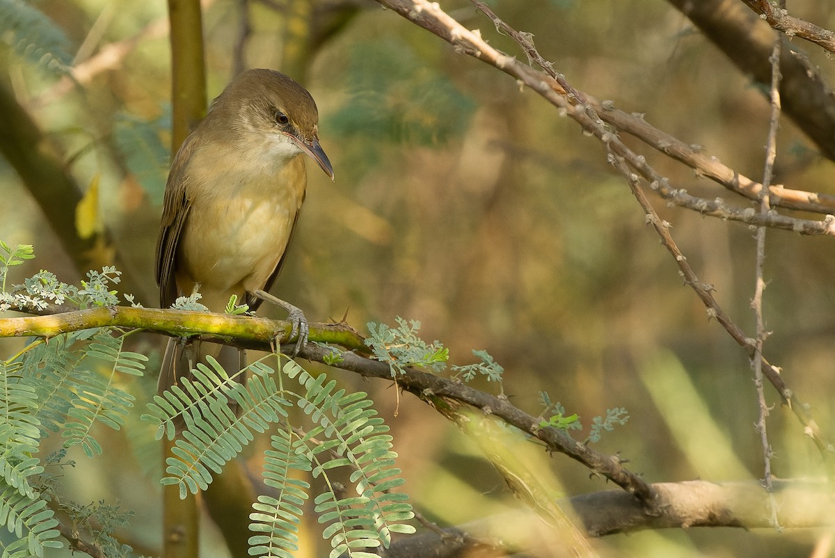 Clamorous Reed Warbler (Brown) - ML612958800