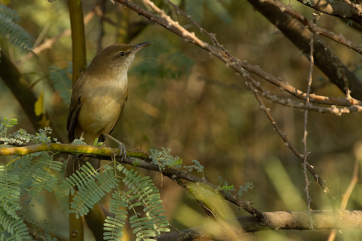 Clamorous Reed Warbler (Brown) - ML612958802