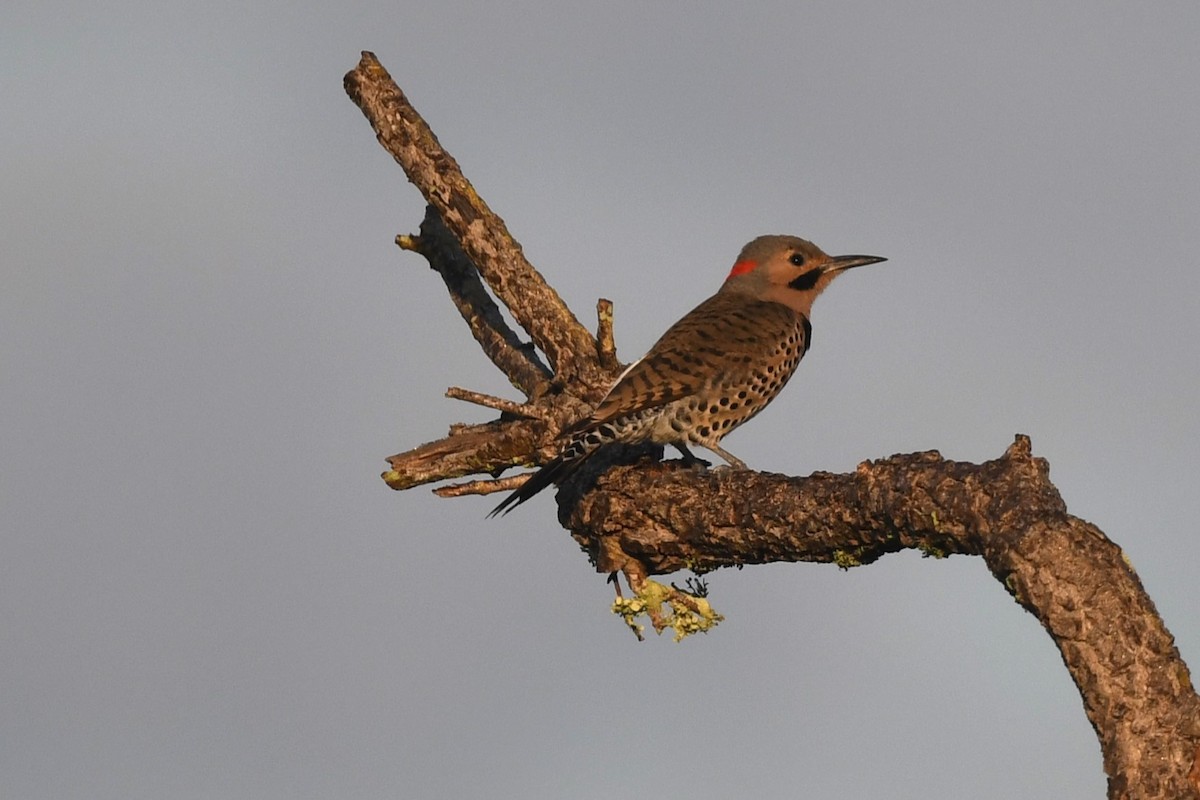 Northern Flicker - ML612958809