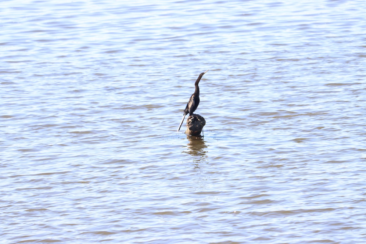 Anhinga - Lucie Wilder