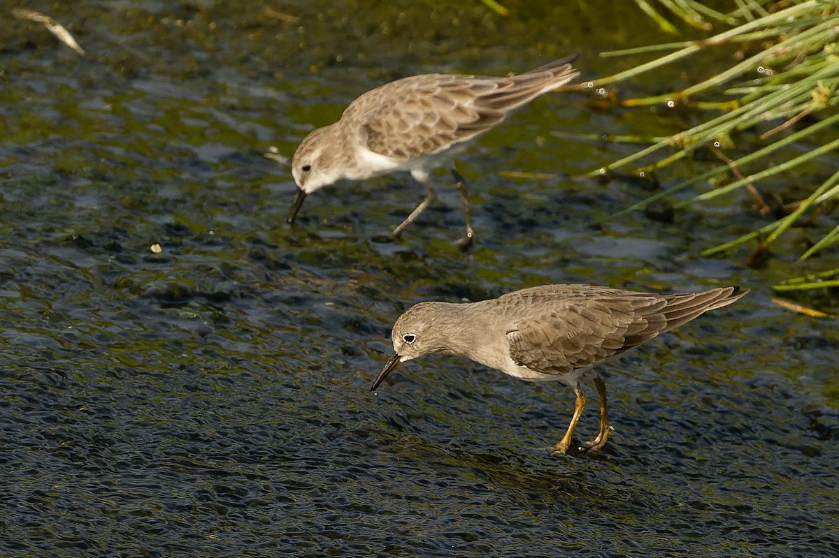 Temminck's Stint - Joachim Bertrands