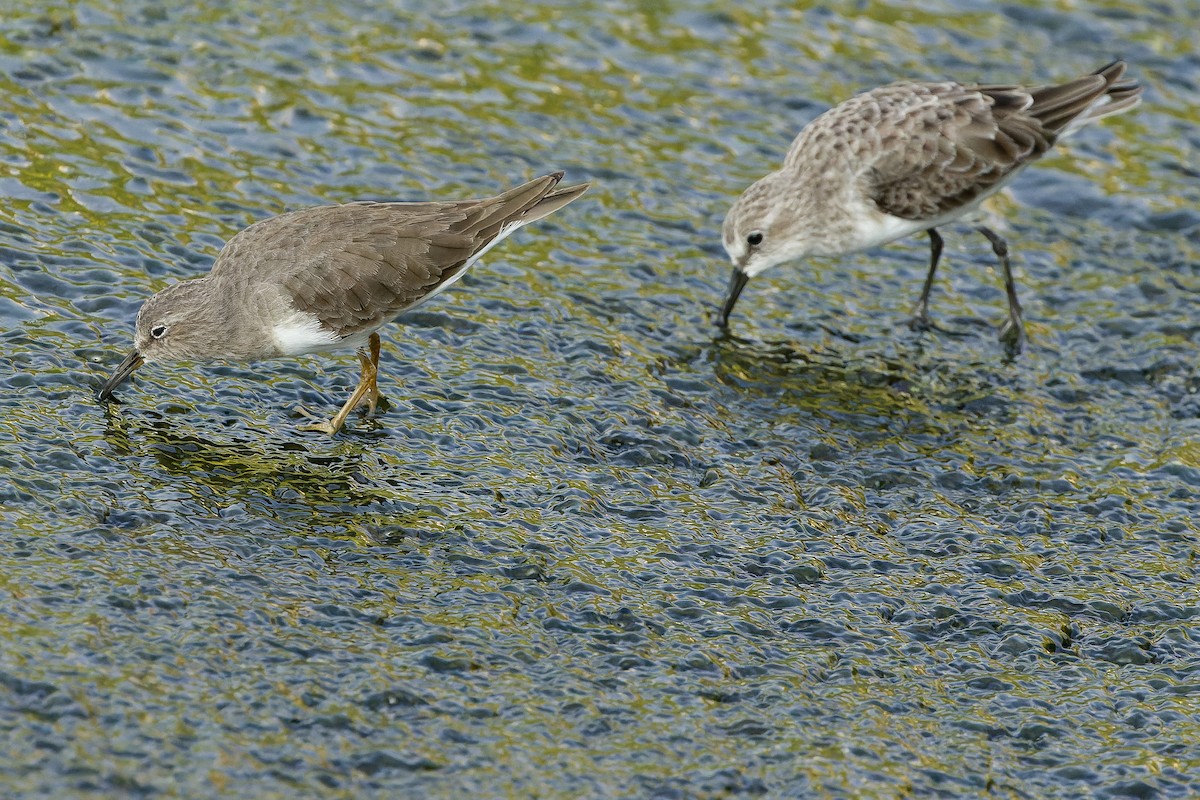 Temminck's Stint - Joachim Bertrands | Ornis Birding Expeditions