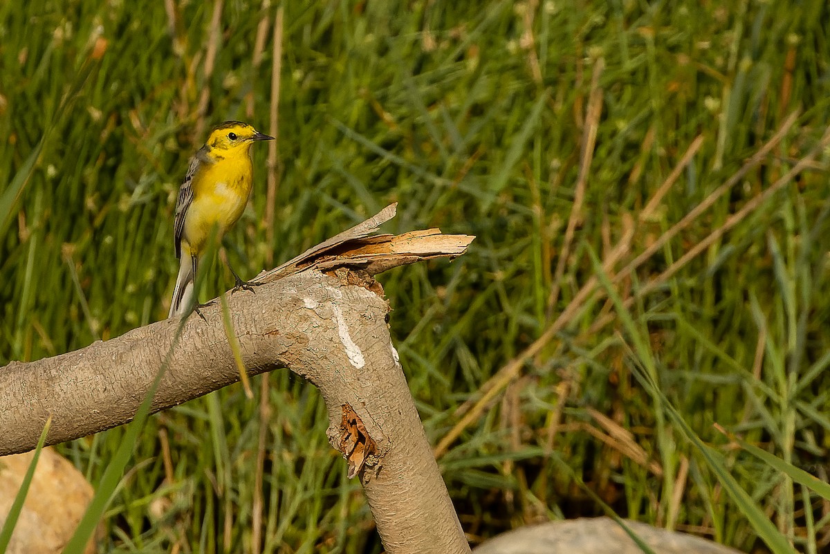 Citrine Wagtail (Gray-backed) - Joachim Bertrands