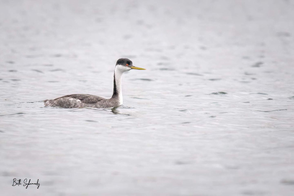 Western Grebe - James and Beth Sybrandy 🦅