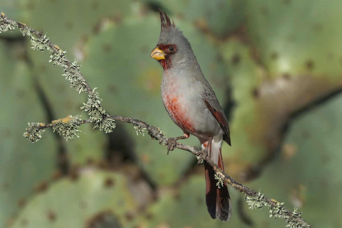 Pyrrhuloxia - Jeff Maw