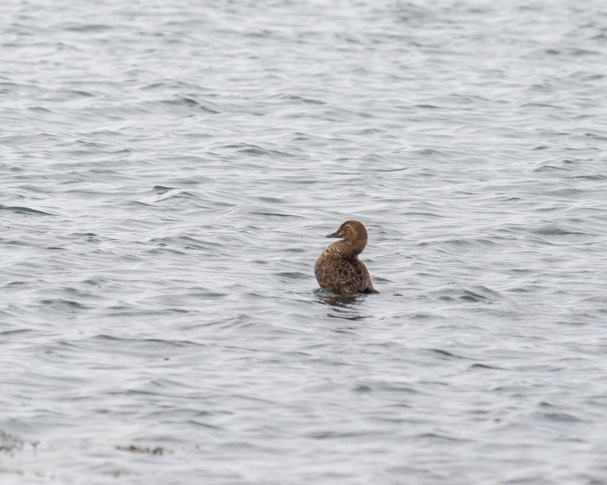 King Eider - ML612958909