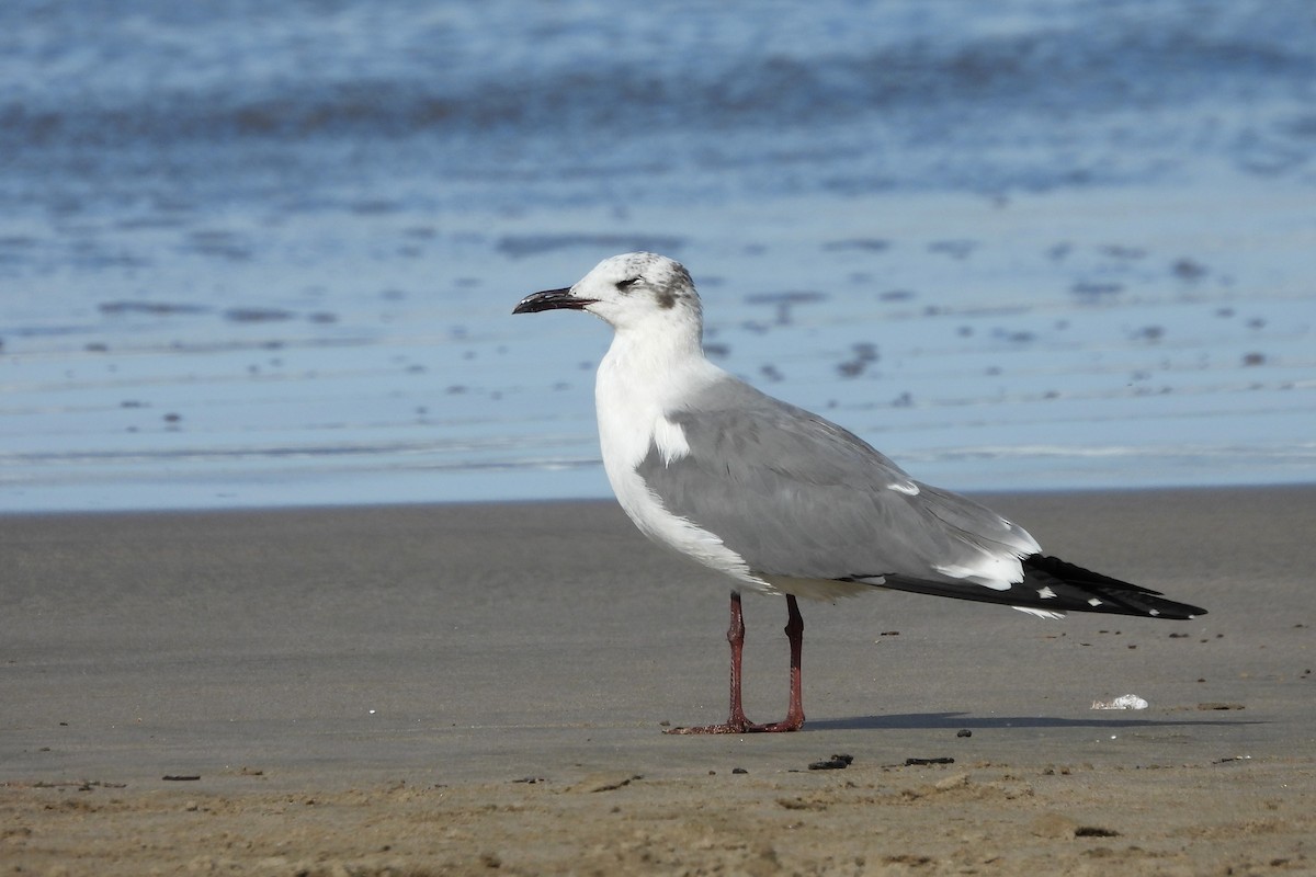 Laughing Gull - ML612958949