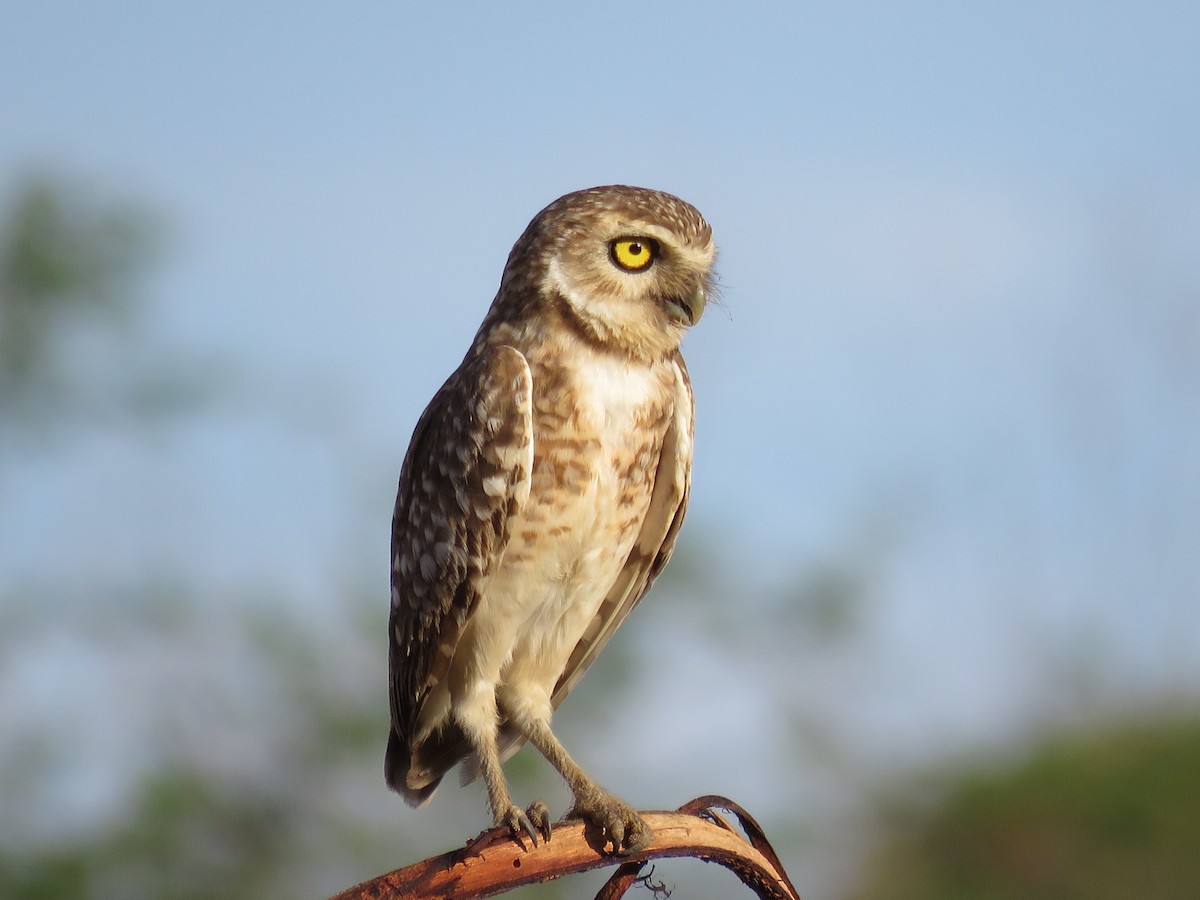 Burrowing Owl - ML612958993