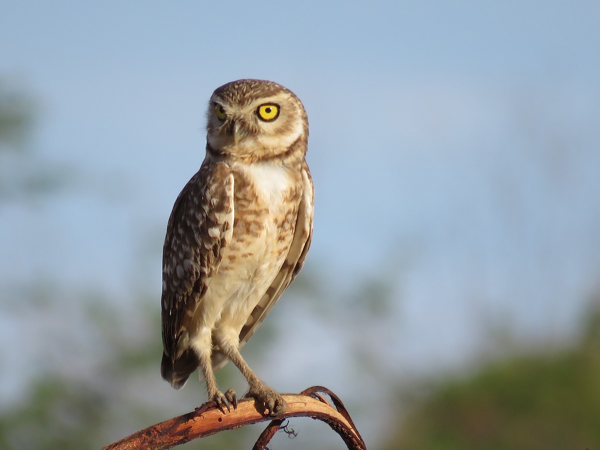 Burrowing Owl - ML612958994