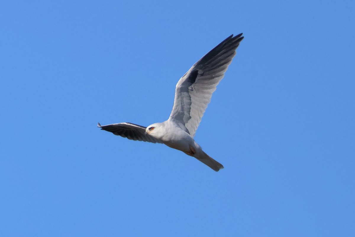 White-tailed Kite - Eric Cameron