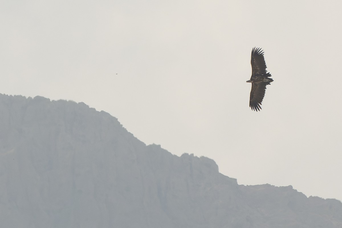 Lappet-faced Vulture - ML612959039