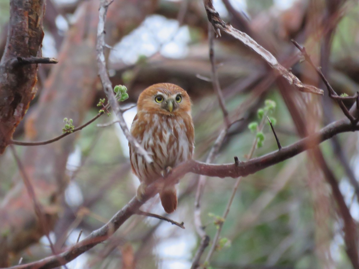 Ferruginous Pygmy-Owl - Sandy Gallito