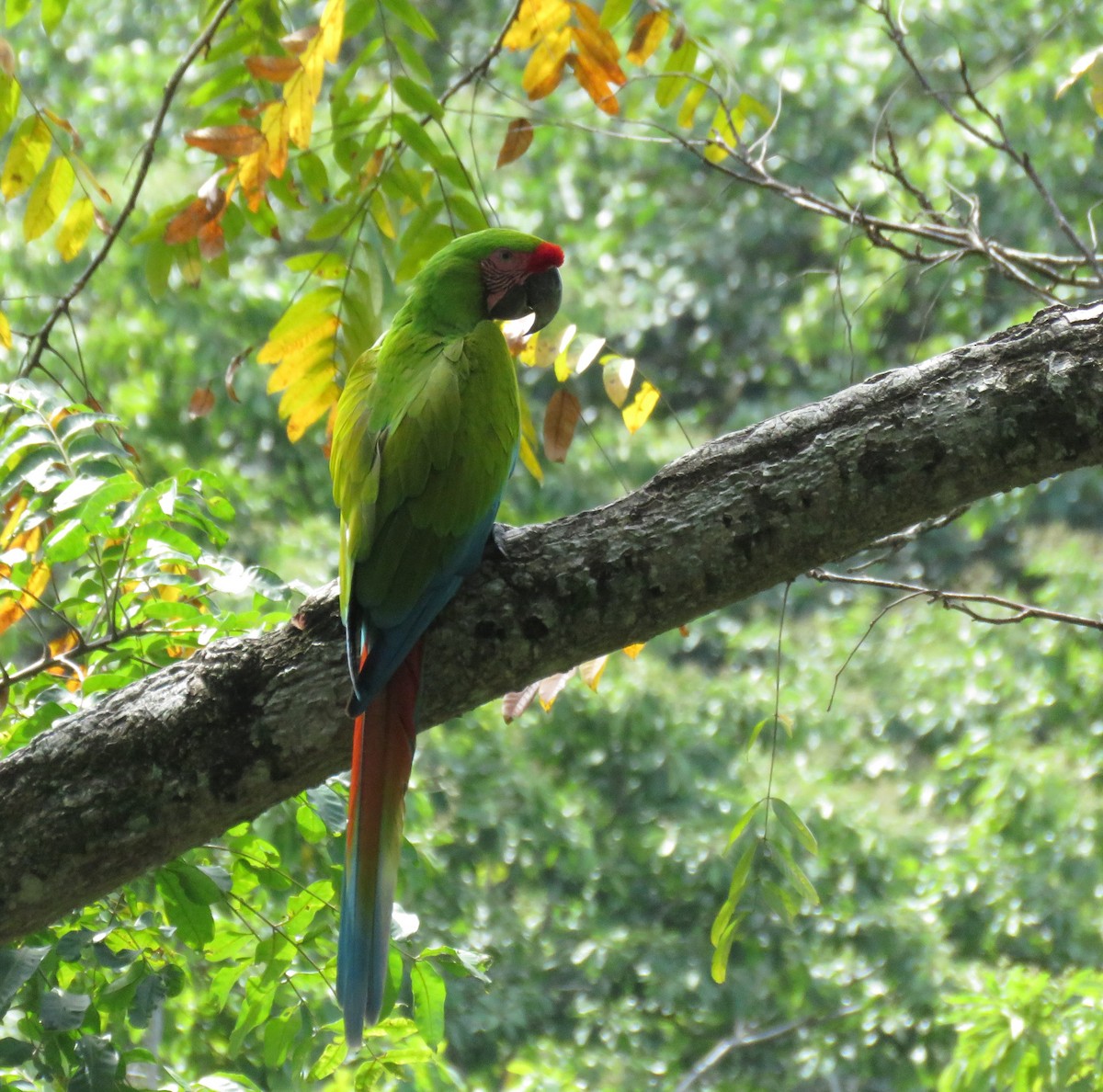 Great Green Macaw - ML612959102