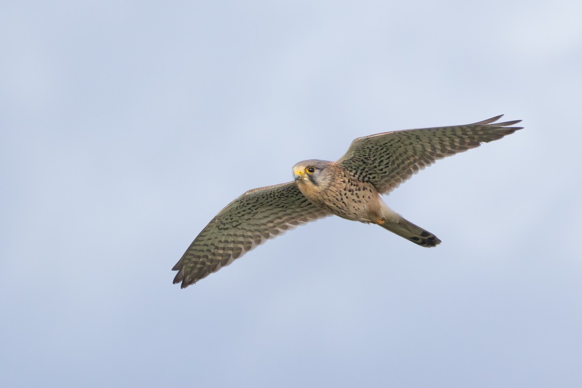 Eurasian Kestrel (Eurasian) - ML612959147