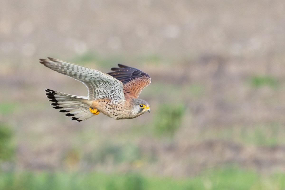 Eurasian Kestrel (Eurasian) - ML612959161