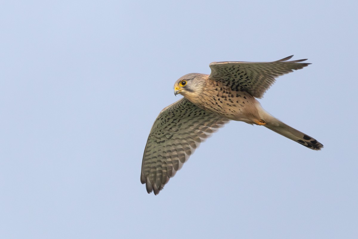 Eurasian Kestrel (Eurasian) - ML612959214