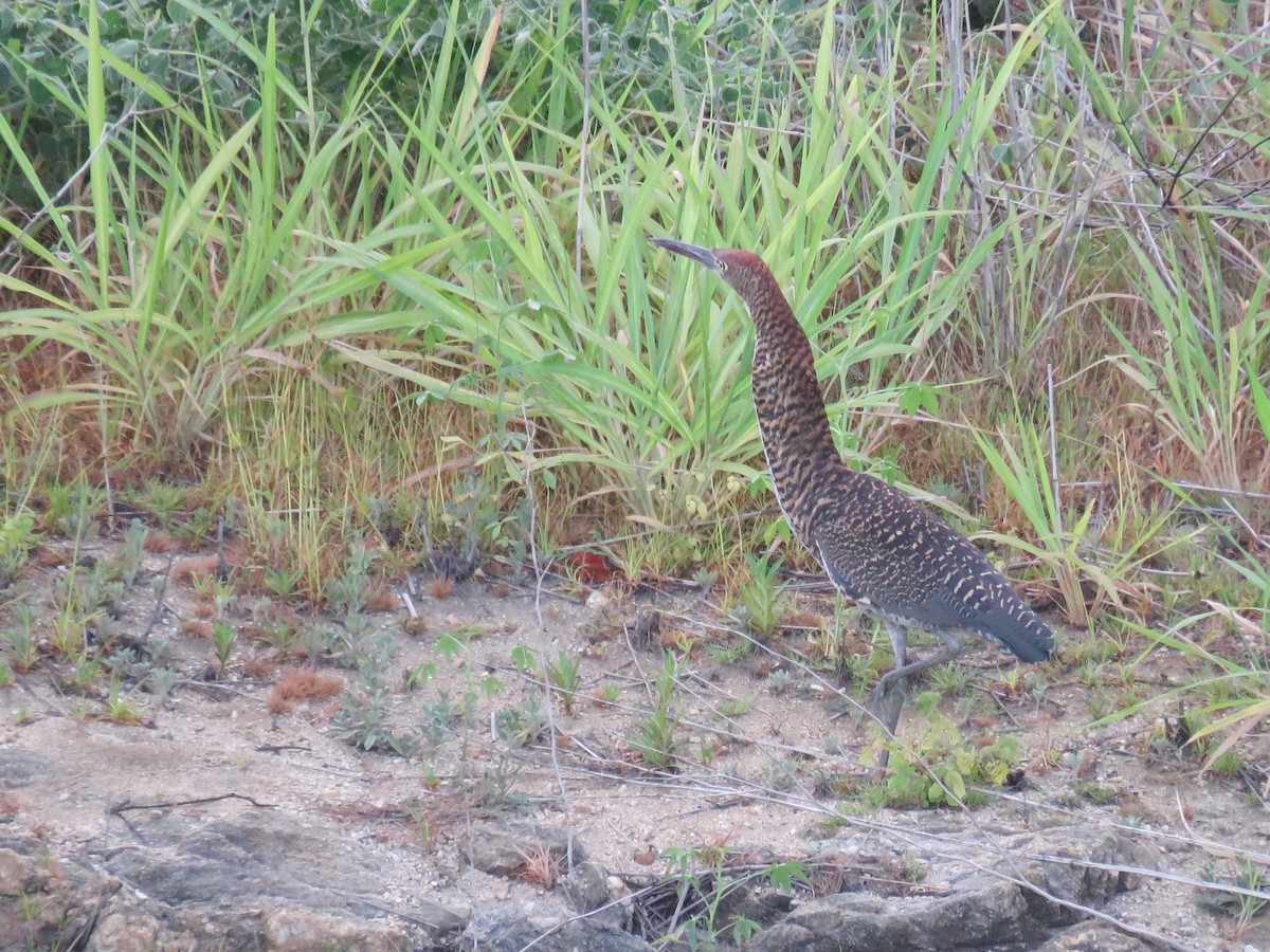 Rufescent Tiger-Heron - Sandy Gallito