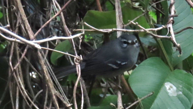 Plumbeous Warbler - Nicole  Rijsemus