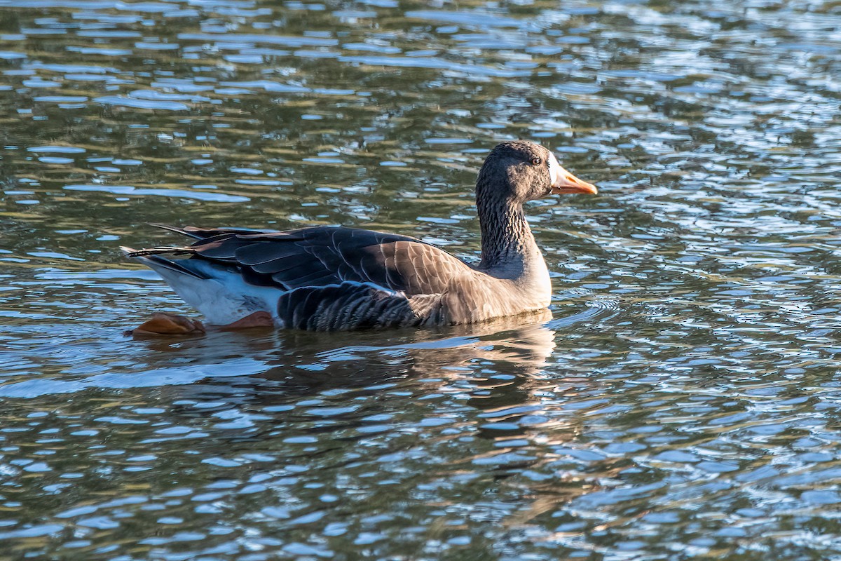 Greater White-fronted Goose - ML612959268
