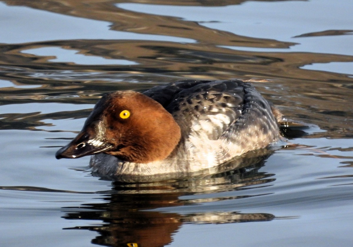 Common Goldeneye - ML612959315