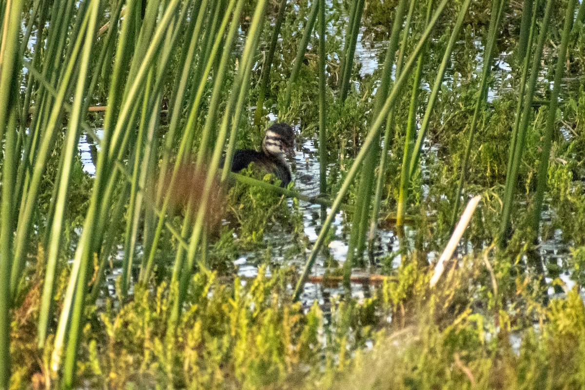 White-tufted Grebe - ML612959343