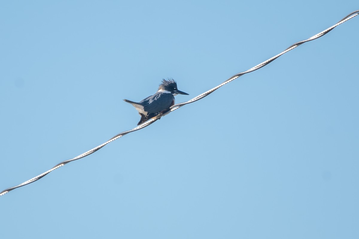 Belted Kingfisher - ML612959372
