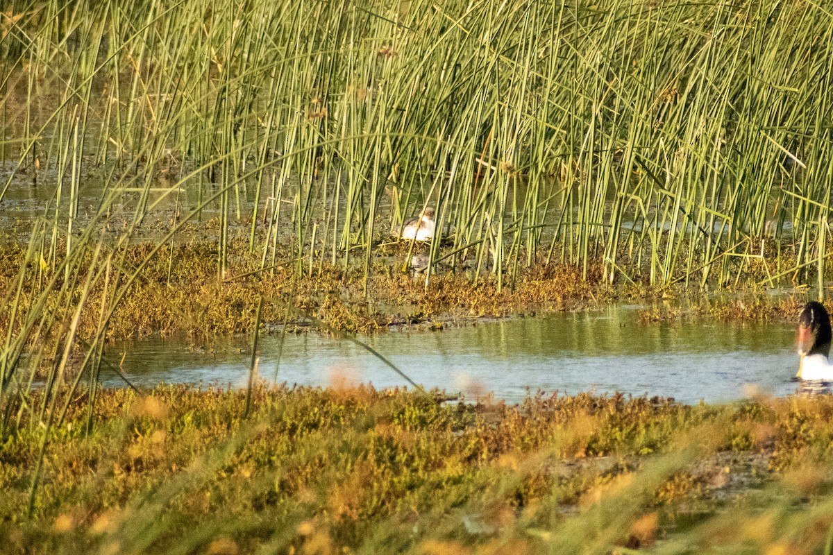 ギンカイツブリ（occipitalis） - ML612959382