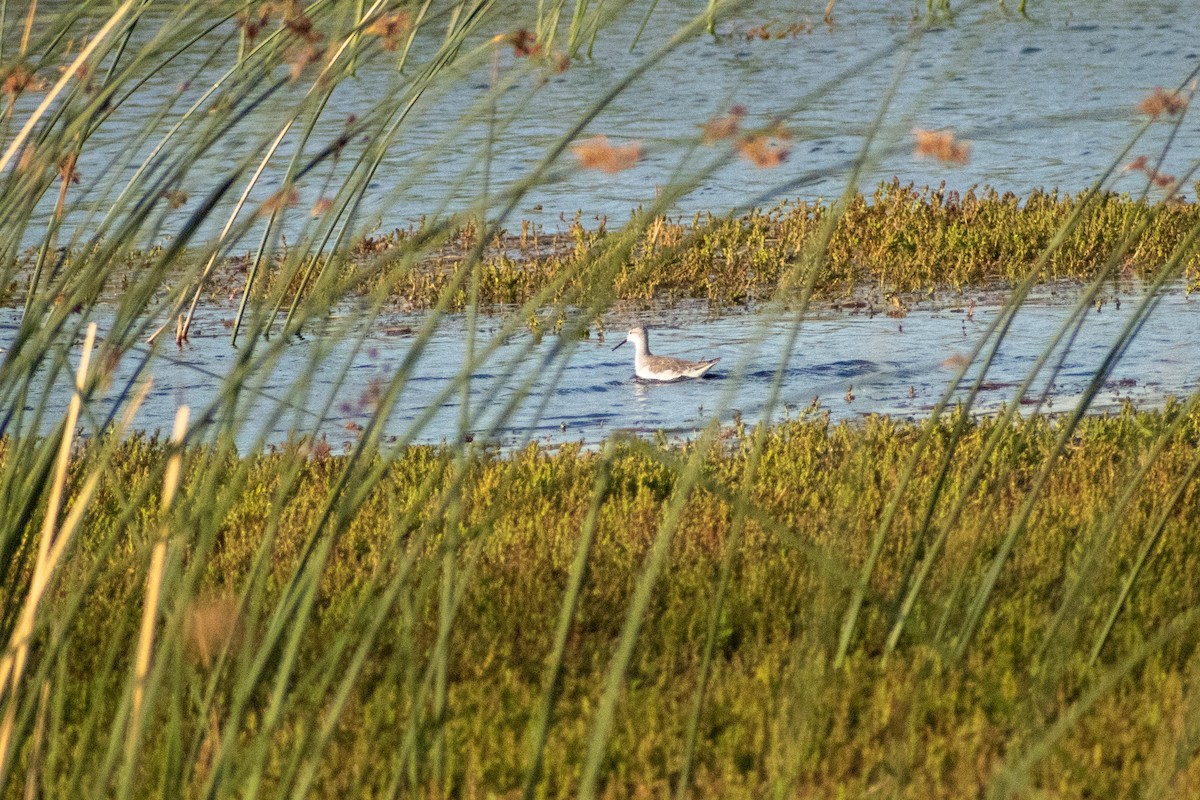 Wilson's Phalarope - ML612959424