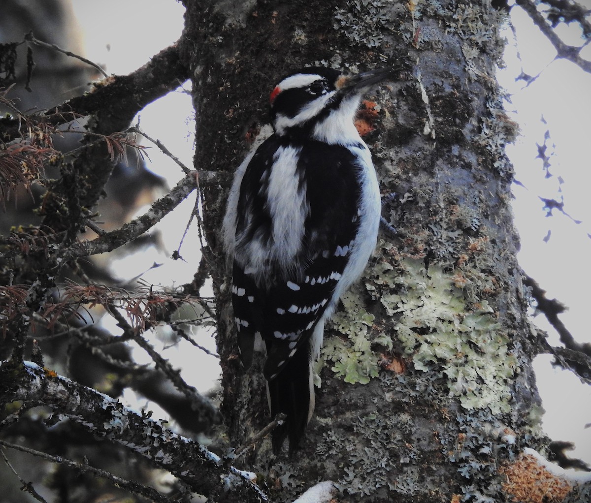 Hairy Woodpecker - Ben Ginter