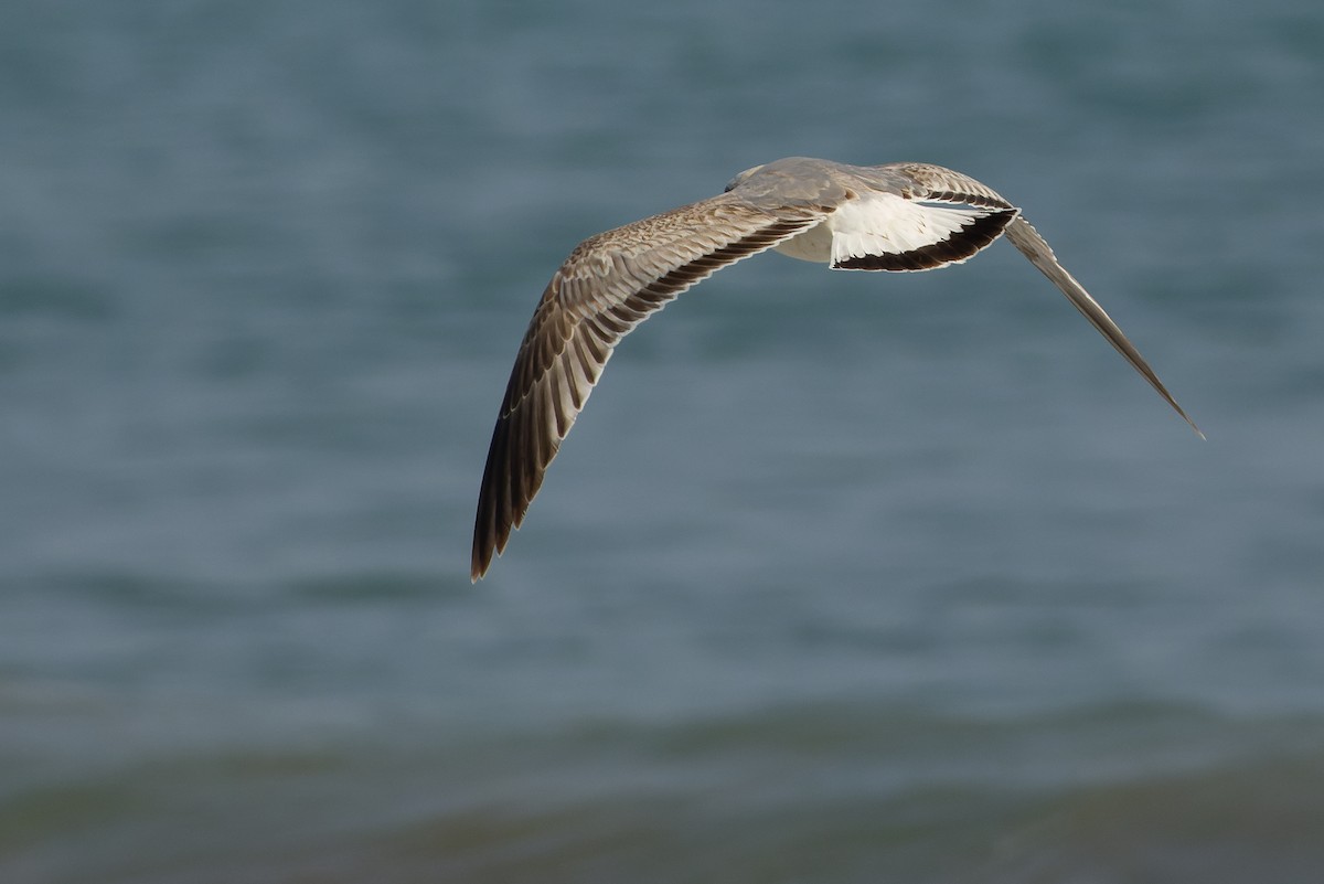 Common Gull - Joachim Bertrands