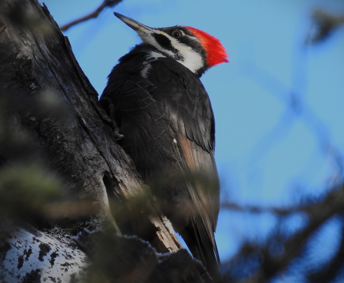 Pileated Woodpecker - Ben Ginter