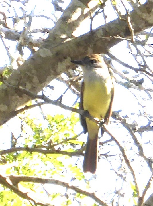 Brown-crested Flycatcher - Cindy Alberico
