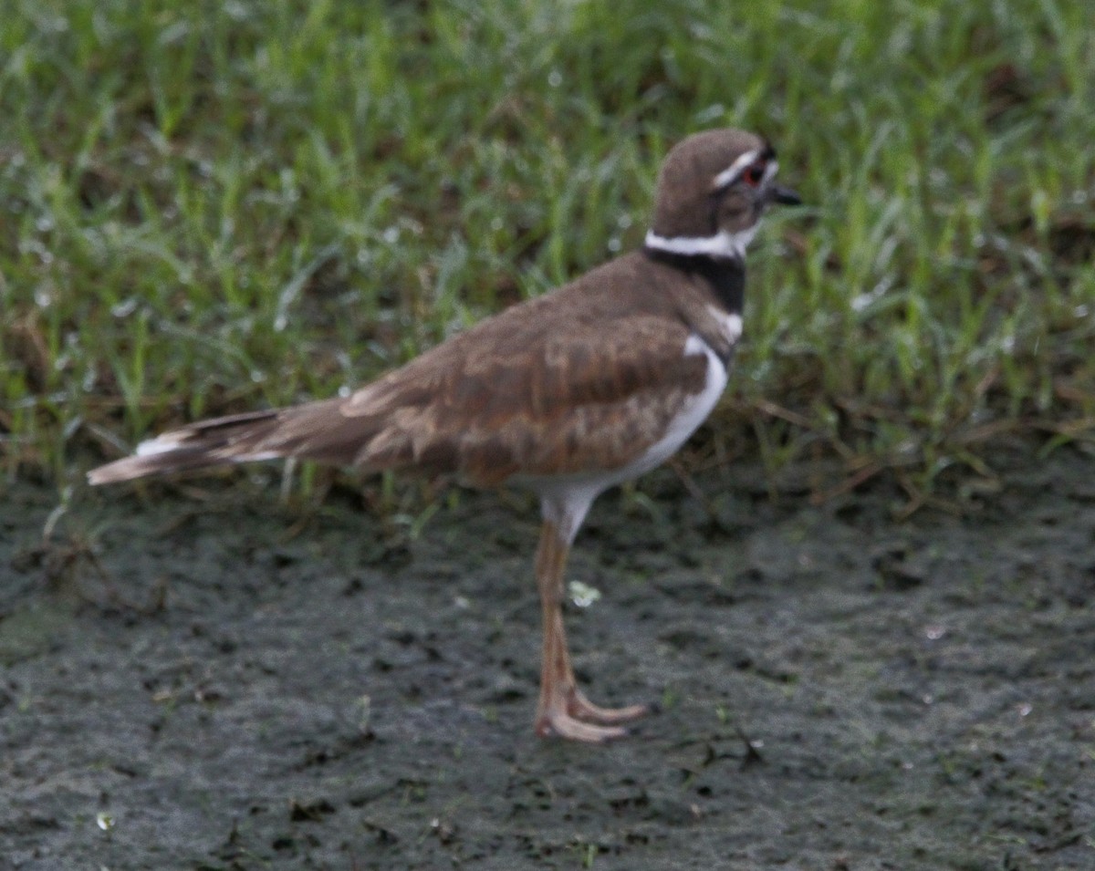 Killdeer - ML612959577