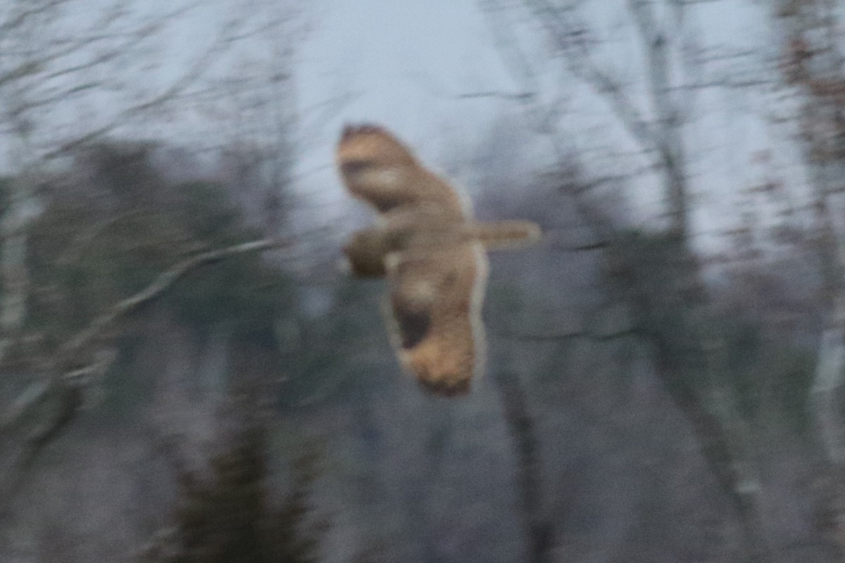 Short-eared Owl - ML612959605