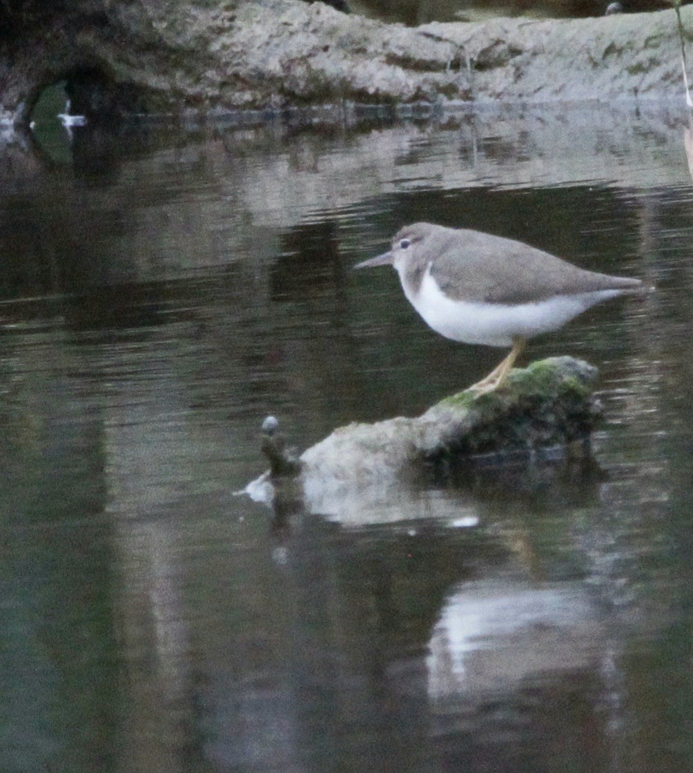 Spotted Sandpiper - ML612959680