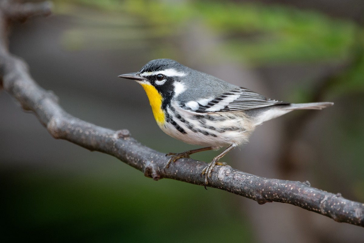 Yellow-throated Warbler - ML612959792