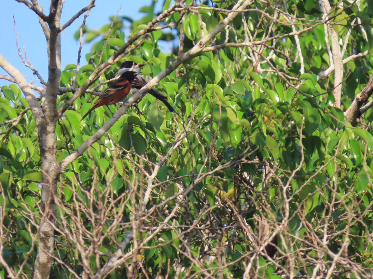 Orchard Oriole - ML612959796