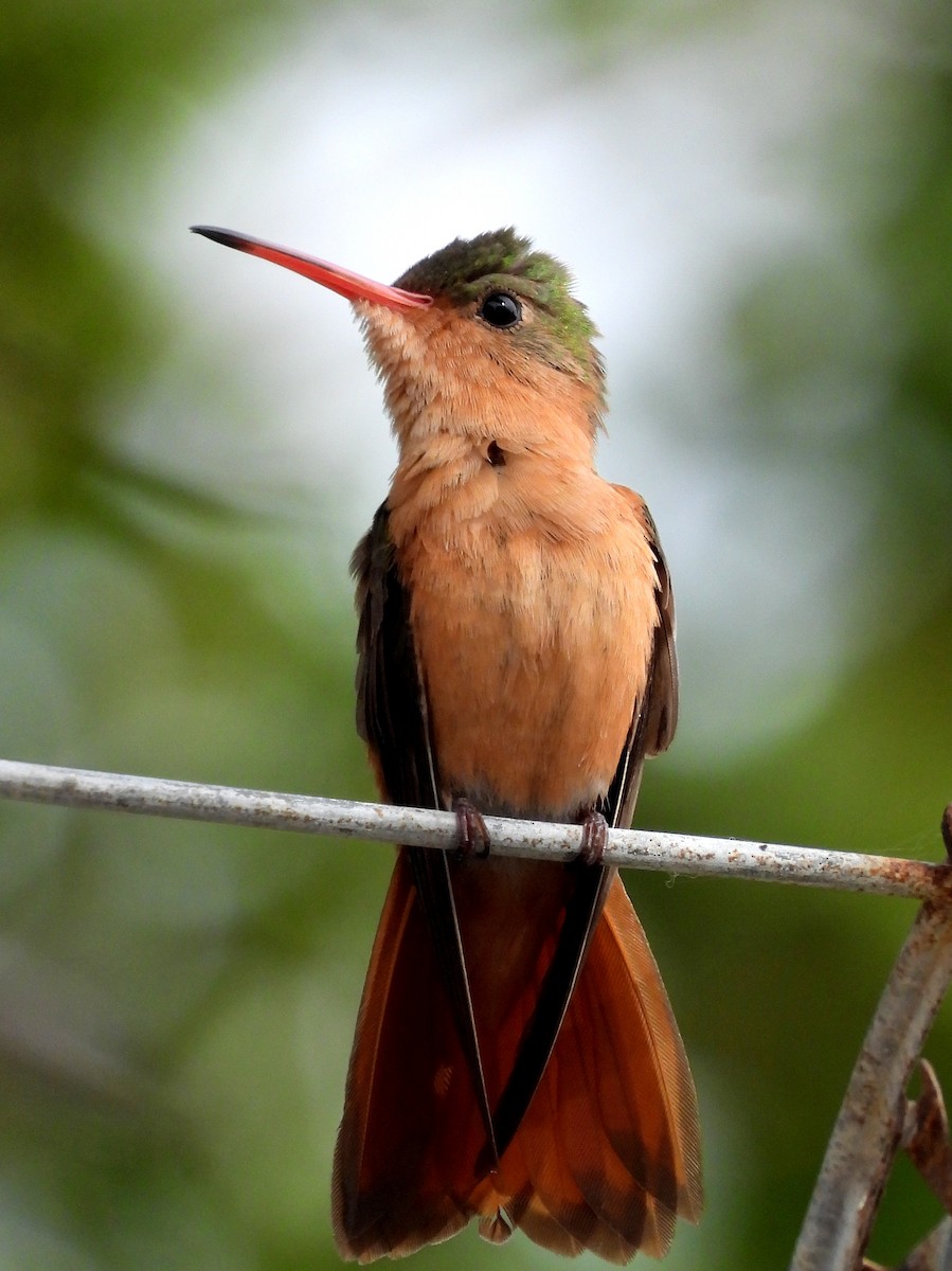 Cinnamon Hummingbird - Brad Vissia