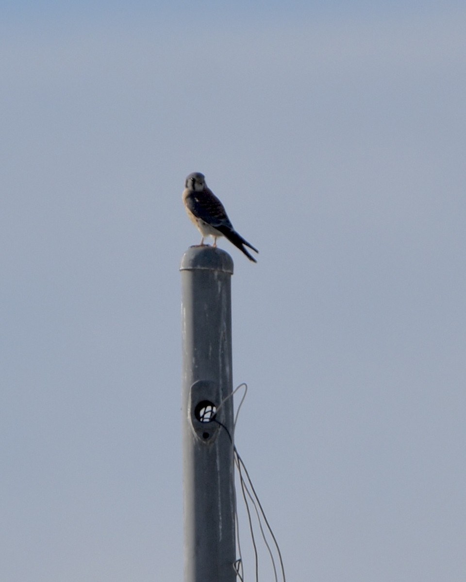 American Kestrel - ML612959911