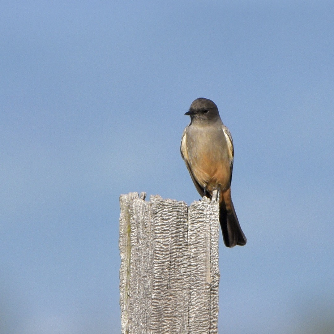 Say's Phoebe - ML612959924