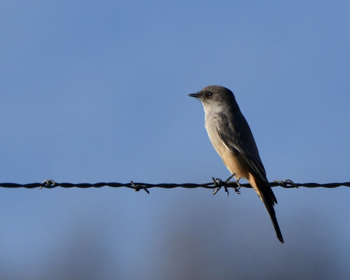 Say's Phoebe - ML612959925