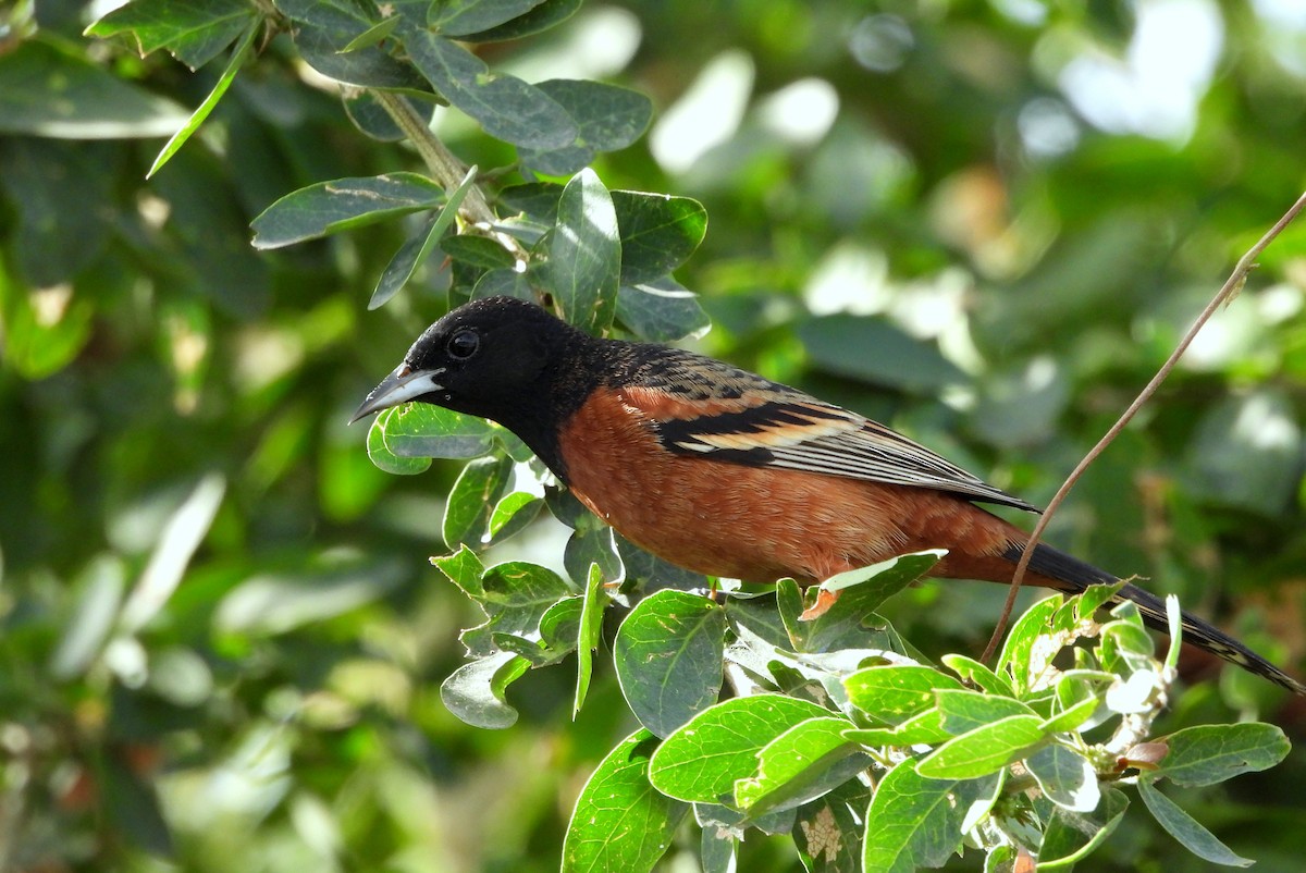 Orchard Oriole - ML612959927